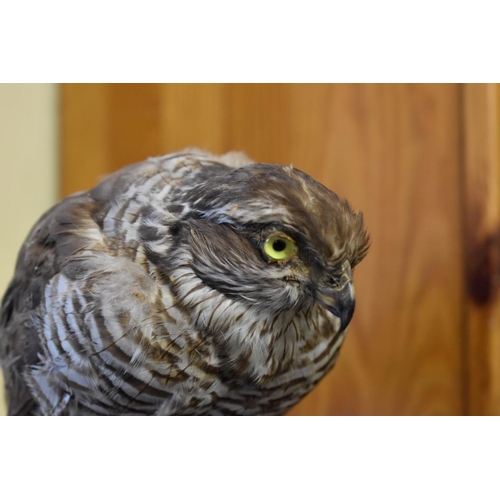 1976 - Taxidermy: a female Sparrow Hawk, on wood stump, 35cm high. 