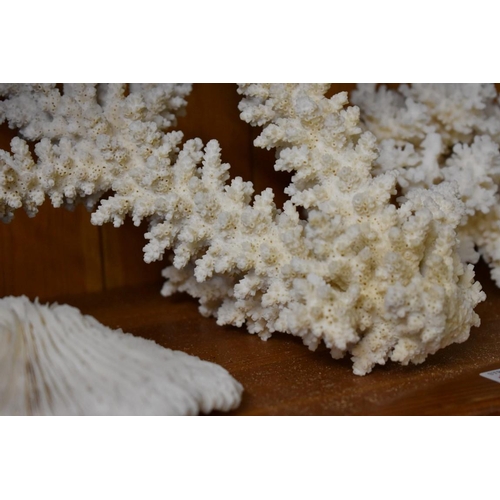 1980 - A collection of coral specimens and similar. (One shelf)