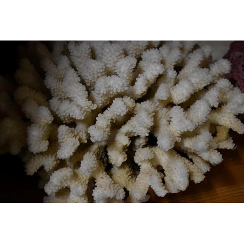 1983 - A collection of coral specimens and similar. (One shelf) 