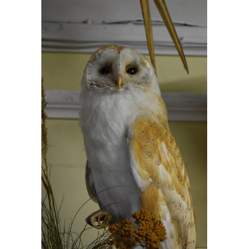 1985 - Taxidermy: a Barn Owl, on a naturalistic base.