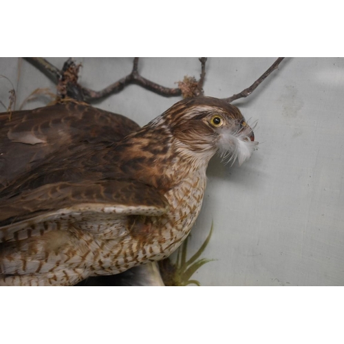 1986 - Taxidermy: a female Sparrow Hawk and Gull, in a glass fronted corner case, 49 x 49cm. ... 