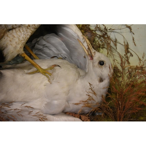 1986 - Taxidermy: a female Sparrow Hawk and Gull, in a glass fronted corner case, 49 x 49cm. ... 