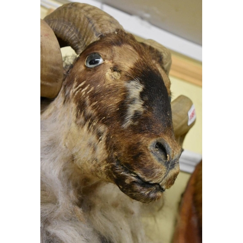 1997 - Taxidermy: a Ram's head.