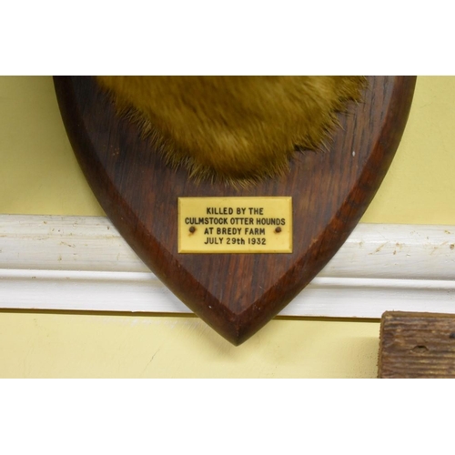 2001 - Taxidermy: an Otter's head, by P Spicer & Sons, on oak shield with plaque inscribed 'Killed by t... 