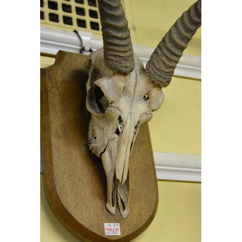 2002 - Taxidermy: two pairs of horns, one with full skull, each on wood shield. 