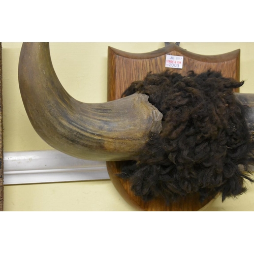 2003 - Taxidermy: two pairs of antlers; together with a pair of cow horns.