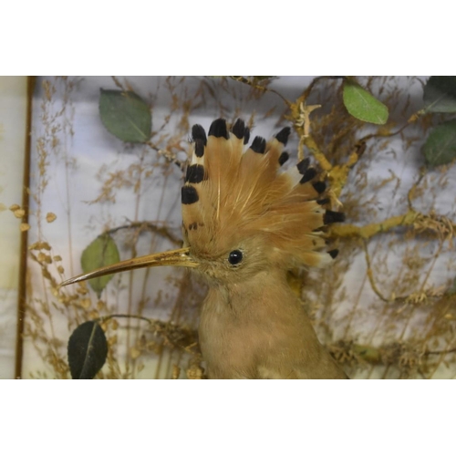 2004 - Taxidermy: a Hoopoe, in a naturalistic setting with painted background, in a glazed case, 32.5 x 24.... 