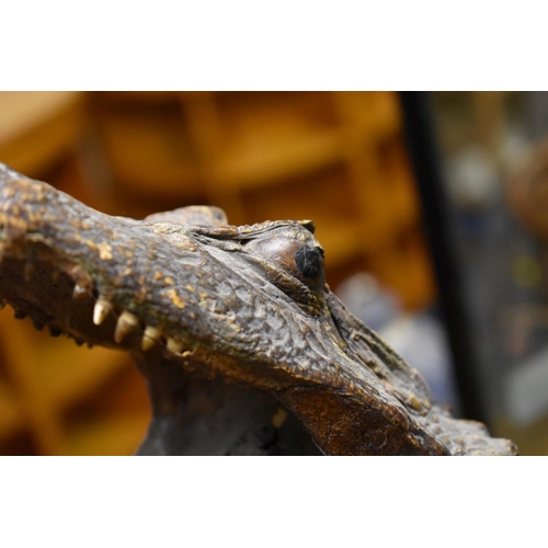 2013 - Taxidermy: a Caiman, in anthropomorphic pose, 63cm high. 