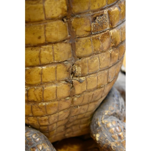 2013 - Taxidermy: a Caiman, in anthropomorphic pose, 63cm high. 