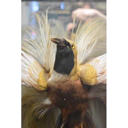 2014 - Taxidermy: a male Lesser Bird of Paradise, mounted with three other exotic birds, in a glazed case w... 