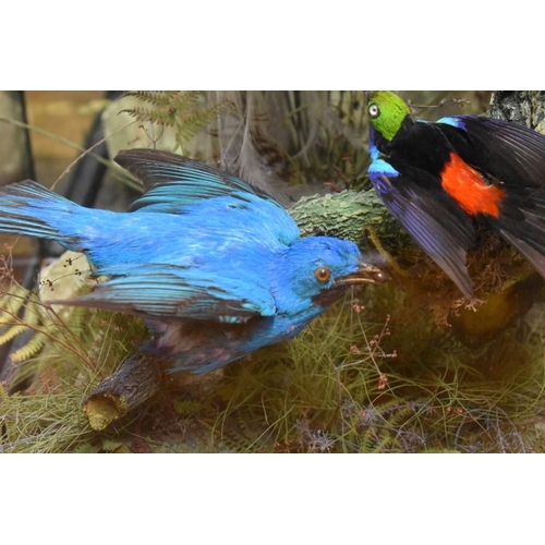 2014 - Taxidermy: a male Lesser Bird of Paradise, mounted with three other exotic birds, in a glazed case w... 