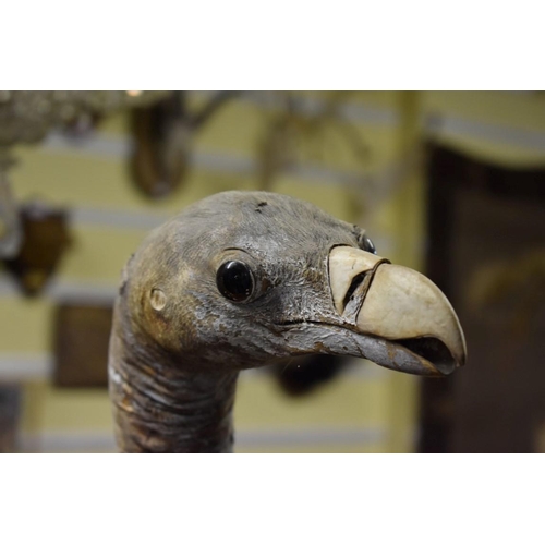 2018 - Taxidermy: a Vulture, on turned wood perch, total height 91cm.