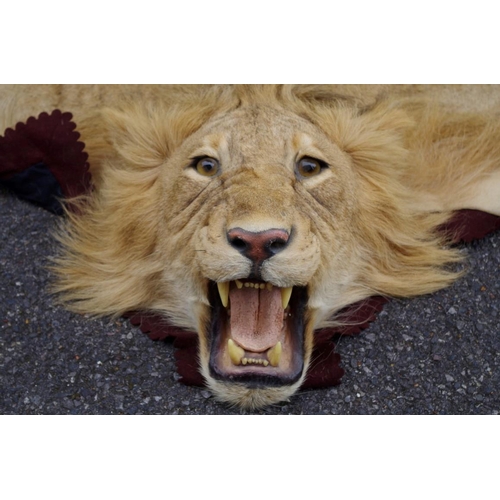 2025 - Taxidermy: a Lion skin rug, by Rowland Ward, No.2460, with full head, nose to tail 266cm.... 