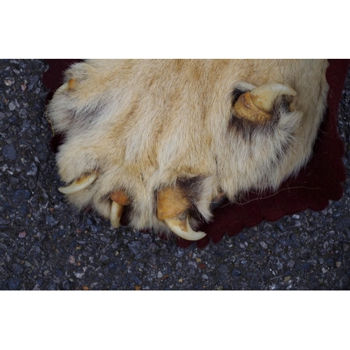 2025 - Taxidermy: a Lion skin rug, by Rowland Ward, No.2460, with full head, nose to tail 266cm.... 