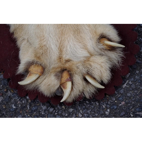 2025 - Taxidermy: a Lion skin rug, by Rowland Ward, No.2460, with full head, nose to tail 266cm.... 