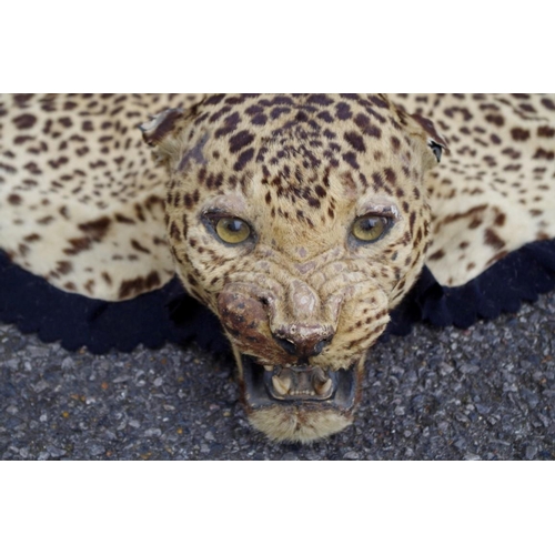 2026 - Taxidermy: a Leopard skin rug, with full head, nose to tail 239cm.