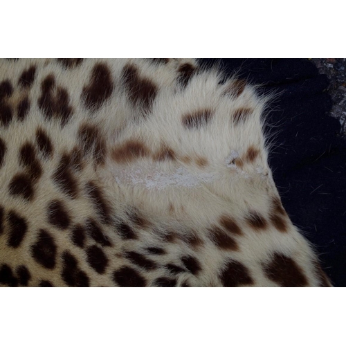 2026 - Taxidermy: a Leopard skin rug, with full head, nose to tail 239cm.