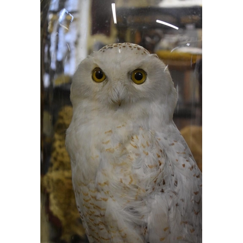 2034 - Taxidermy: a Snowy Owl, standing on a rocky base, with circular ebonized base and glass dome, total ... 