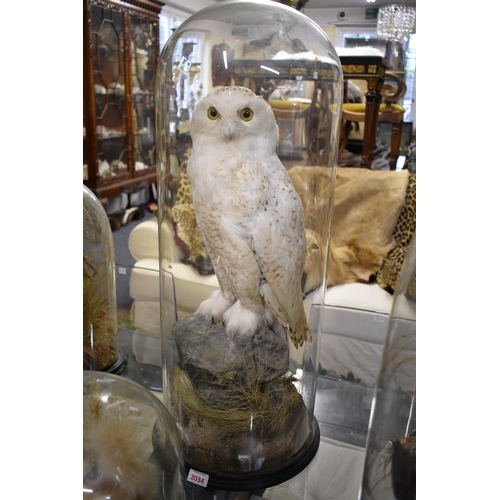 2034 - Taxidermy: a Snowy Owl, standing on a rocky base, with circular ebonized base and glass dome, total ... 