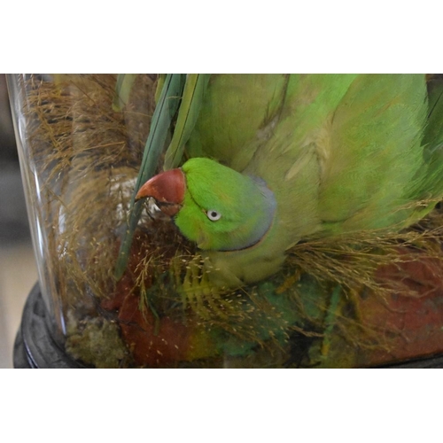 2037 - Taxidermy: a pair of Ring-Necked Parakeets, on oval ebonized base with glass dome, total height 48cm... 