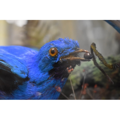 2014 - Taxidermy: a male Lesser Bird of Paradise, mounted with three other exotic birds, in a glazed case w... 