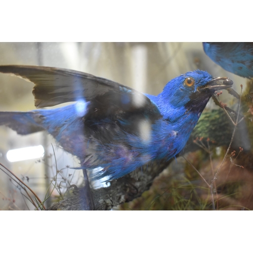 2014 - Taxidermy: a male Lesser Bird of Paradise, mounted with three other exotic birds, in a glazed case w... 