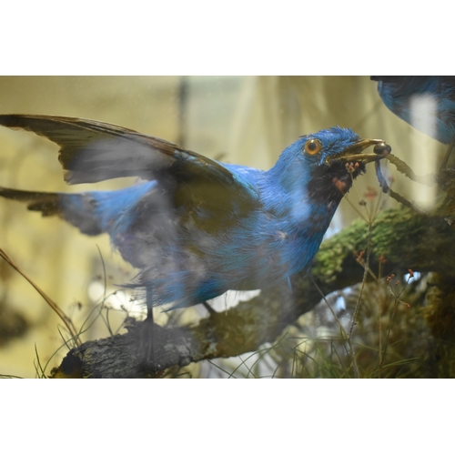 2014 - Taxidermy: a male Lesser Bird of Paradise, mounted with three other exotic birds, in a glazed case w... 