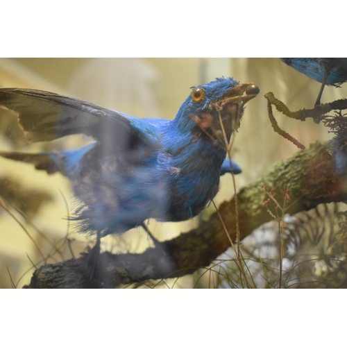 2014 - Taxidermy: a male Lesser Bird of Paradise, mounted with three other exotic birds, in a glazed case w... 