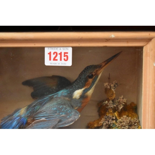 1215 - Taxidermy: a Kingfisher, in a glass fronted case, 22.5cm wide. 