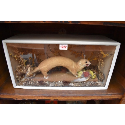 1222 - Taxidermy: a Stoat and Yellowhammer, in a glass fronted case, 46cm wide.