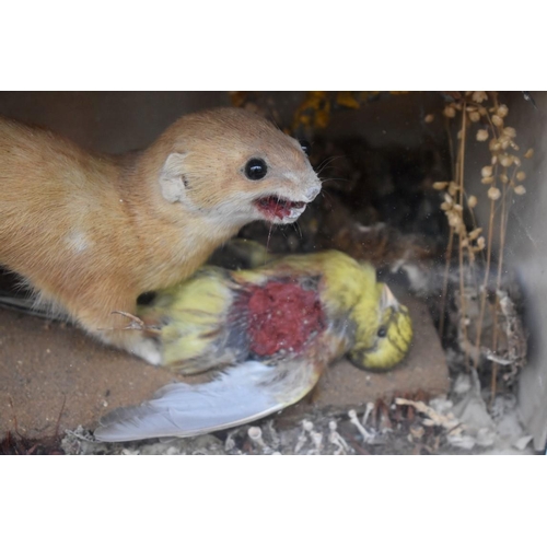 1222 - Taxidermy: a Stoat and Yellowhammer, in a glass fronted case, 46cm wide.