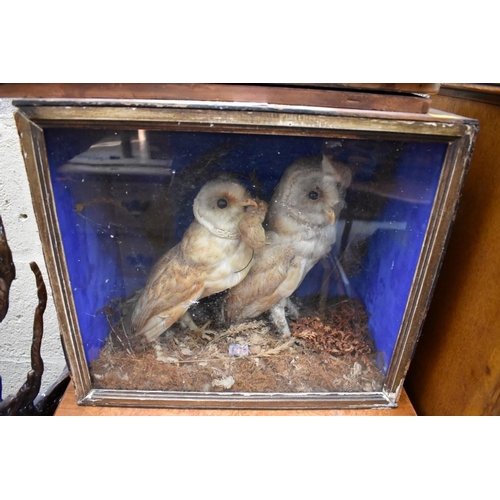 1228 - Taxidermy: a pair of Barn Owls, in a glass fronted case, 38 x 43cm