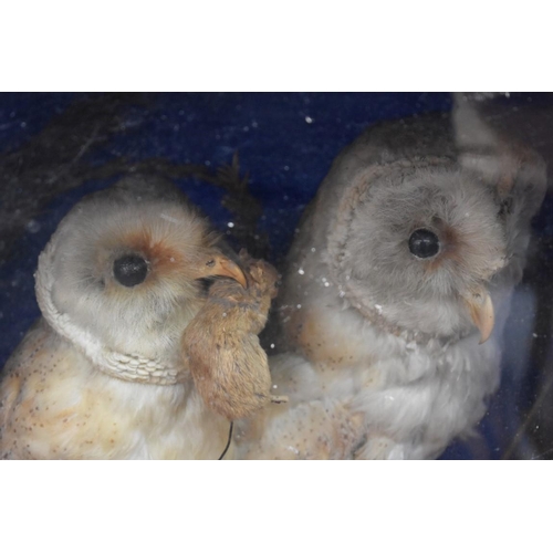 1228 - Taxidermy: a pair of Barn Owls, in a glass fronted case, 38 x 43cm