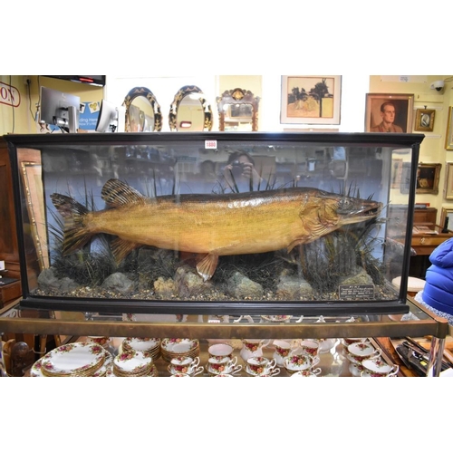 1880 - Taxidermy: a Pike, bearing label inscribed 'Caught by Mr H de P.B Veale, at Tourmakeddy, Lough Mask,... 