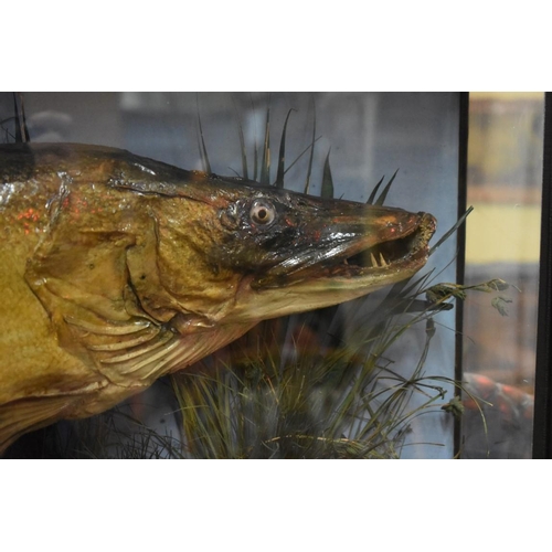 1880 - Taxidermy: a Pike, bearing label inscribed 'Caught by Mr H de P.B Veale, at Tourmakeddy, Lough Mask,... 