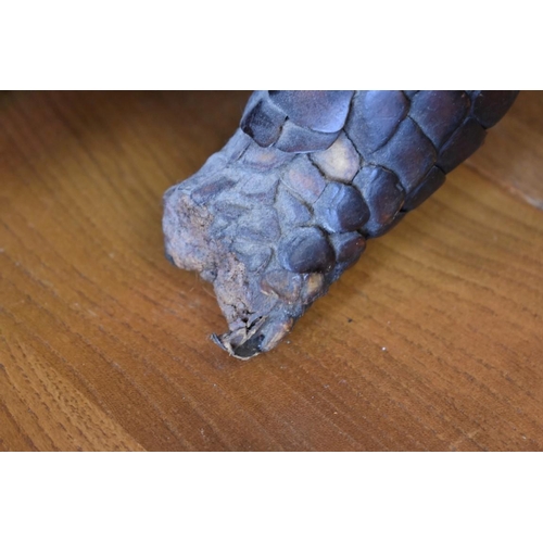 1875 - Taxidermy: a Pangolin, 125cm long.