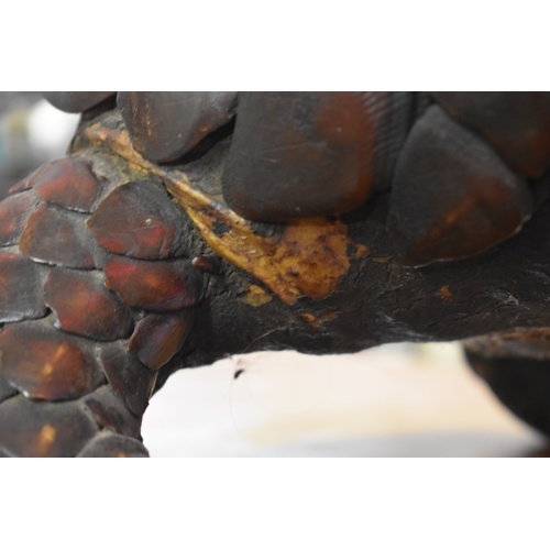 1875 - Taxidermy: a Pangolin, 125cm long.