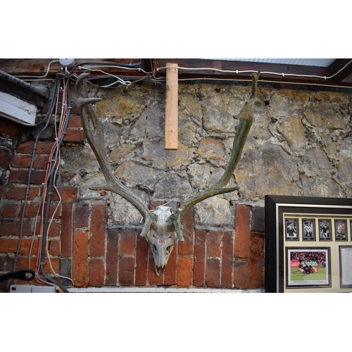 1371 - Taxidermy: a pair of fallow deer antlers, with skull mount.