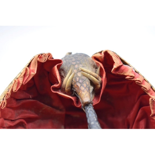 1253 - Taxidermy: a novelty armadillo basket, with red silk lining, 18.5cm wide.