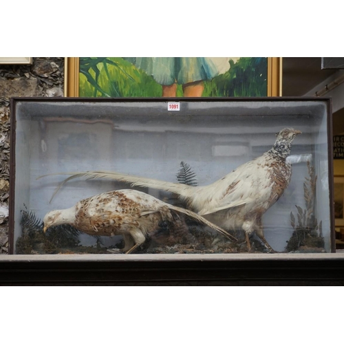 1091 - Taxidermy: a pair of White Pheasant 'Marker Birds', in glass fronted case, 43.5 x 83.5cm.... 