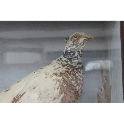 1091 - Taxidermy: a pair of White Pheasant 'Marker Birds', in glass fronted case, 43.5 x 83.5cm.... 