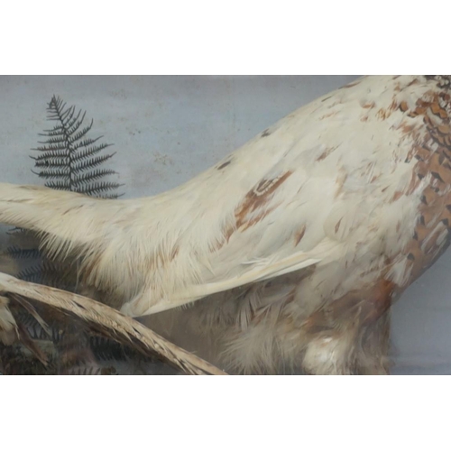 1091 - Taxidermy: a pair of White Pheasant 'Marker Birds', in glass fronted case, 43.5 x 83.5cm.... 