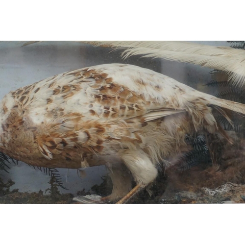 1091 - Taxidermy: a pair of White Pheasant 'Marker Birds', in glass fronted case, 43.5 x 83.5cm.... 