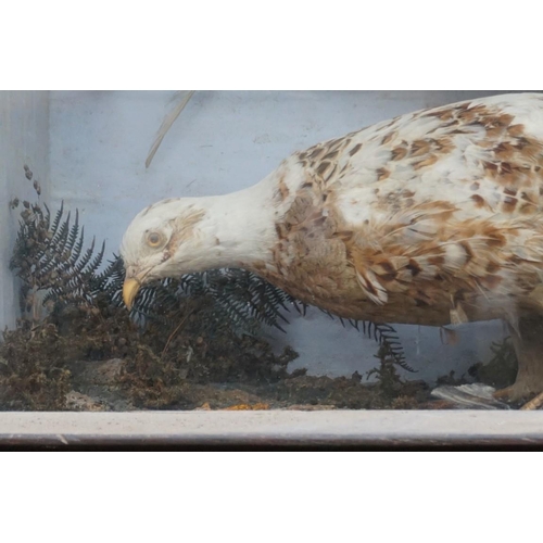 1091 - Taxidermy: a pair of White Pheasant 'Marker Birds', in glass fronted case, 43.5 x 83.5cm.... 