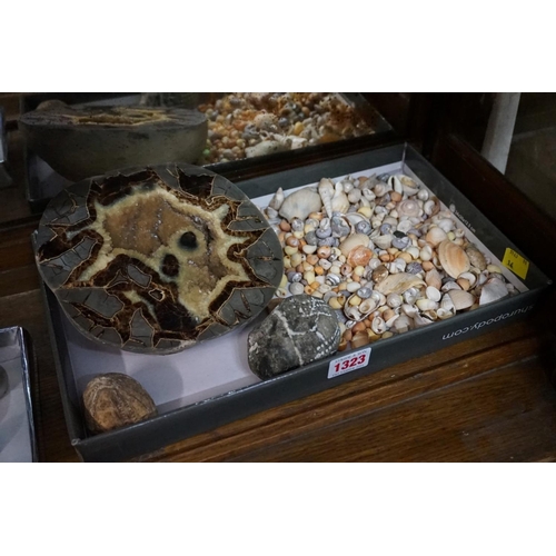 1323 - Natural History: a collection of shells, fossils and similar, largest 18cm wide. ... 