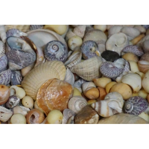 1323 - Natural History: a collection of shells, fossils and similar, largest 18cm wide. ... 