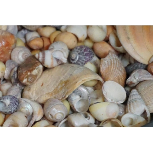 1323 - Natural History: a collection of shells, fossils and similar, largest 18cm wide. ... 