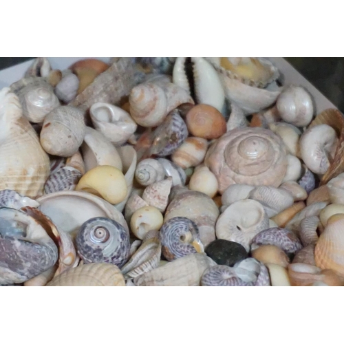 1323 - Natural History: a collection of shells, fossils and similar, largest 18cm wide. ... 