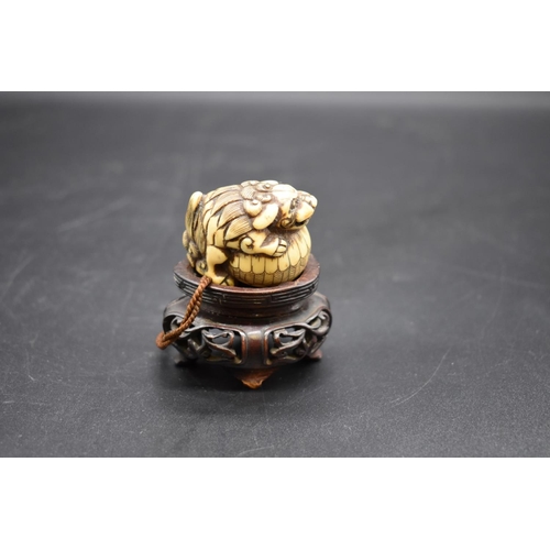 1284 - A good Japanese carved ivory netsuke, Edo, depicting a shishi on ball, 4cm long, on fitted hard... 