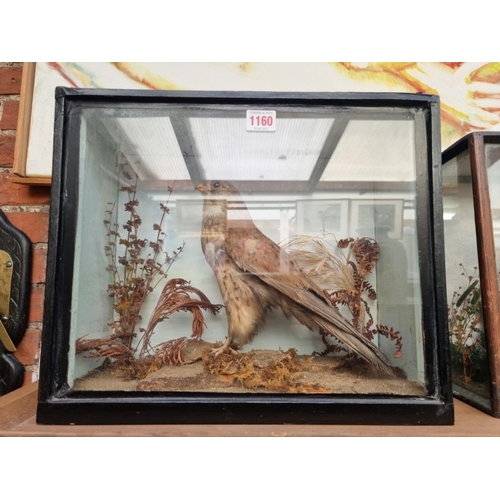 1160 - Taxidermy: a kestrel, in a glazed front case, 33 x 40cm.  